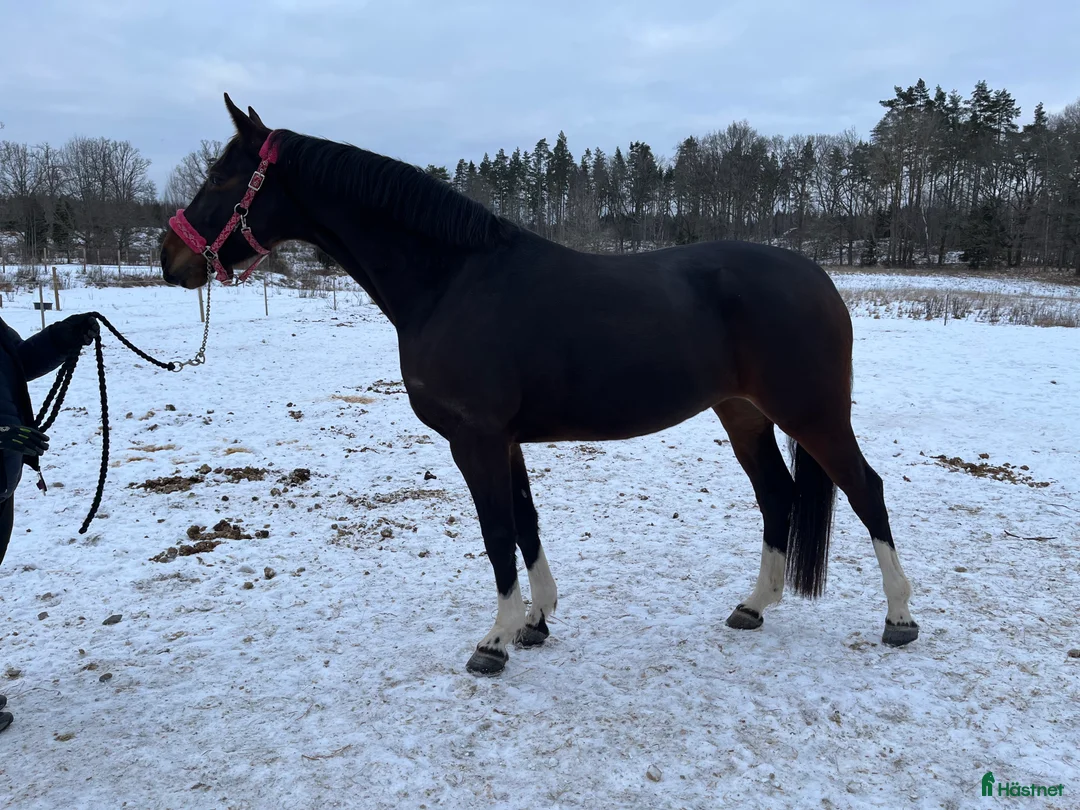 Dressyr hästar till salu: Vackert sto med framtiden för sig - Annons 1