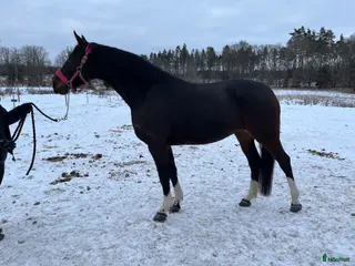 hästar Vackert sto med framtiden för sig - Annons 17