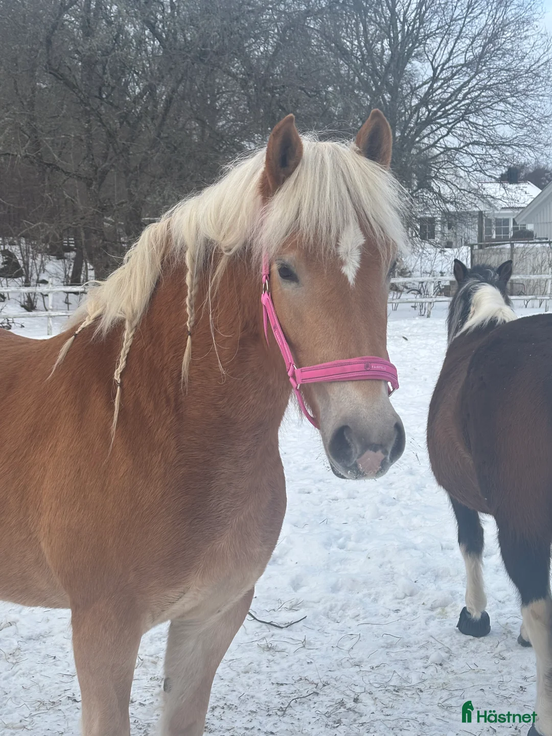 Allround hästar till salu: Fantastisk tjej att forma själv  i Bälinge - Annons 4