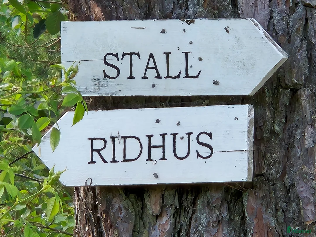  stallplats finnes: Boxplats i litet kollektivstall – Stall Skaft - Annons 2