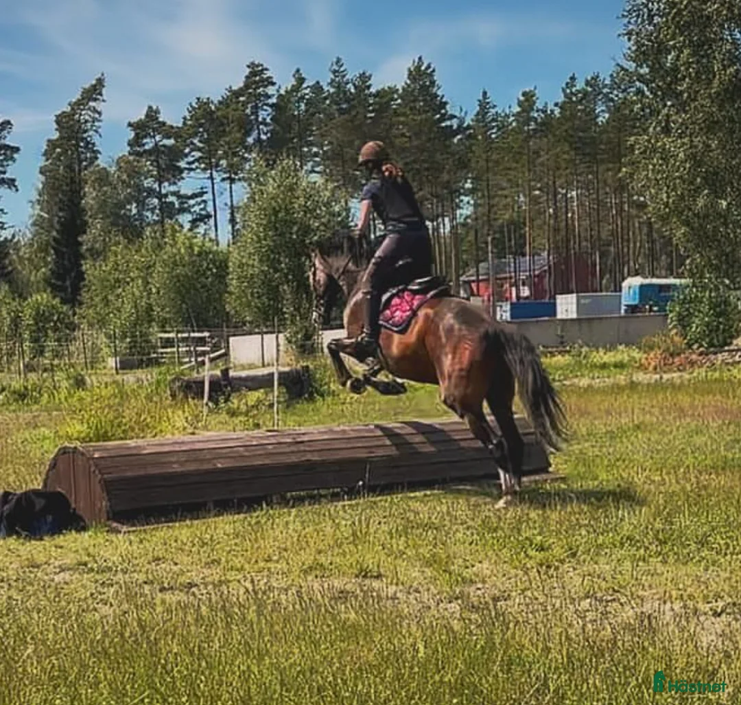  medryttarhäst finnes: Erfaren medryttare till häftig Swb hopp/dressyr i Västerhaninge - Annons 7