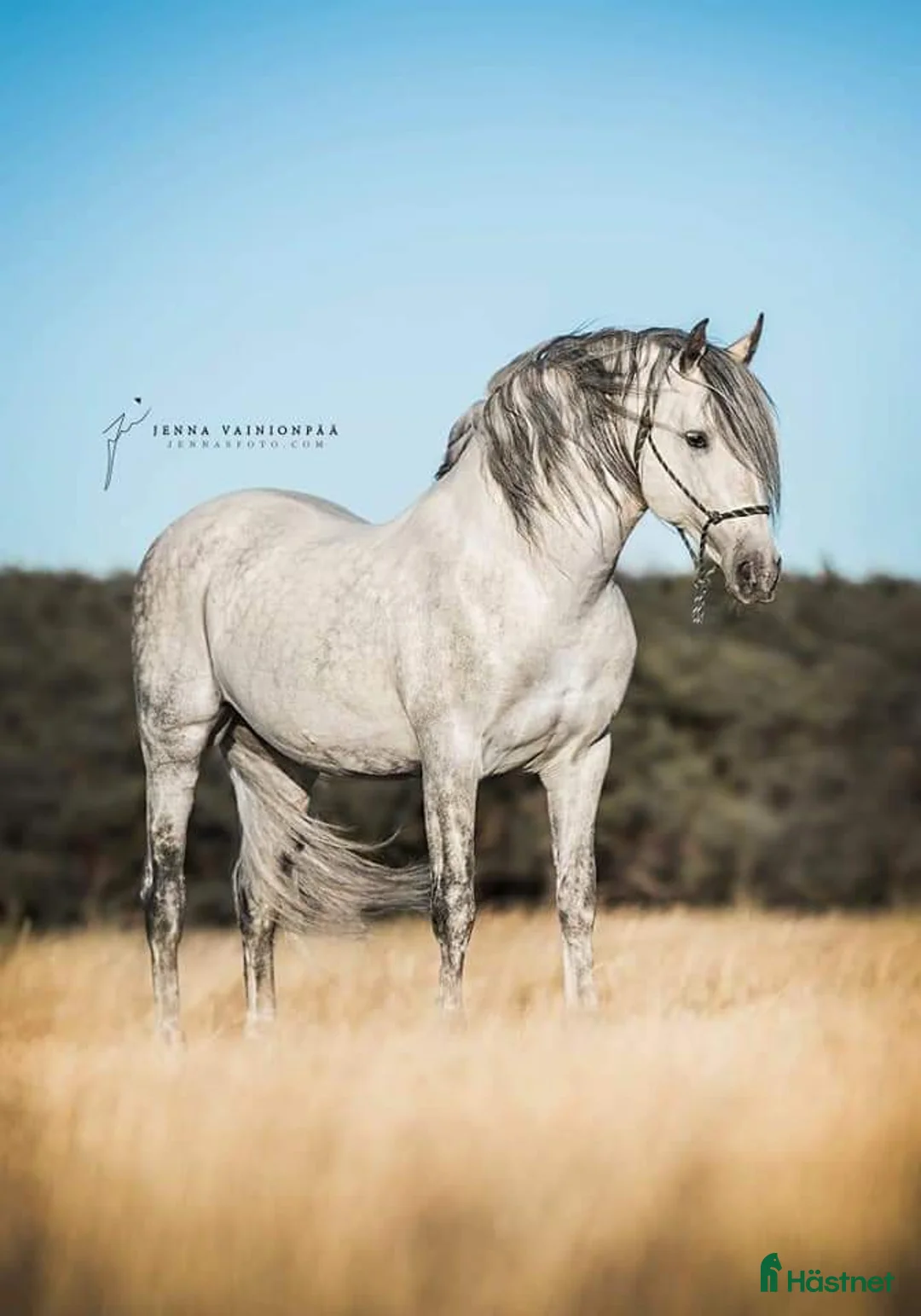 Working Equitation hästar till salu: PRE korsning Framtida bästa vännen. - Annons 11