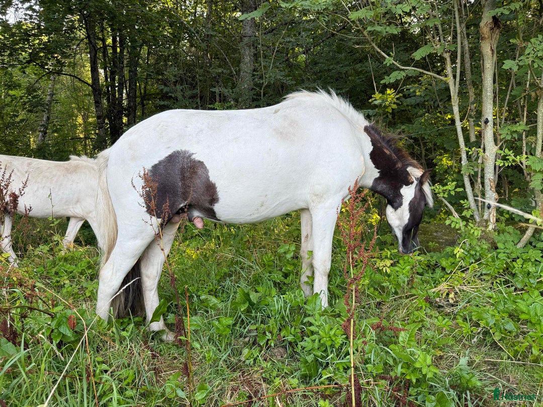 Island hästar till salu: Unghingst söker sin egna människa!  - Annons 5