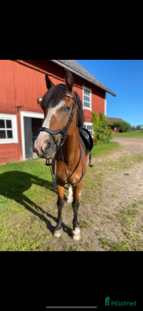  hästar Läromästare och bästa vän i Tranås - Annons 20