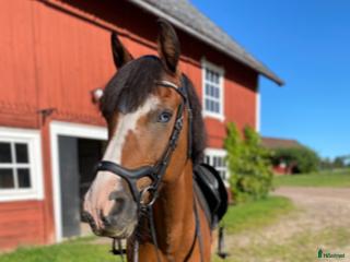 hästar Läromästare och bästa vän i Tranås - Annons 3