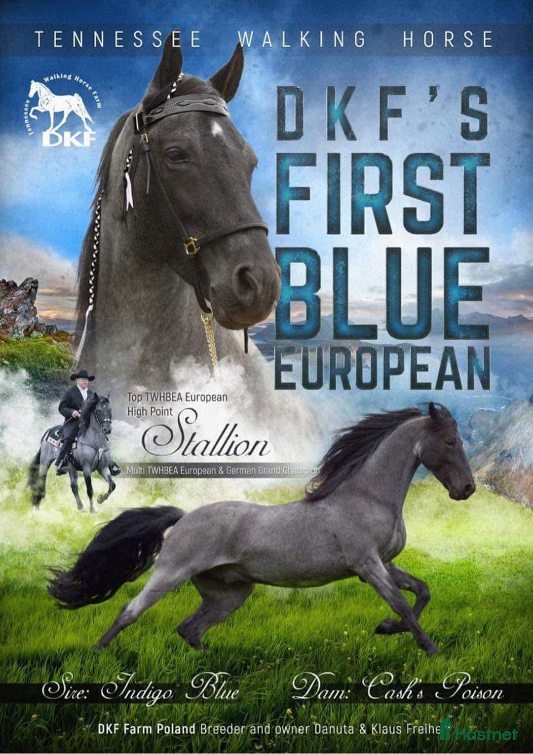 Western hästar till salu: Trygg och vänlig skäck med många möjligheter!  i Älmhult - Annons 5