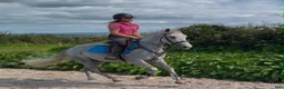 Hoppning hästar till salu: 138 gelding - Annons 4