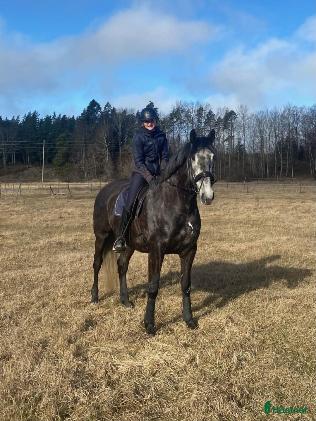 Dressyr hästar till salu: Fantastisk 7-årig PRE-valack till salu ✨  i Bergshamra - Annons 2