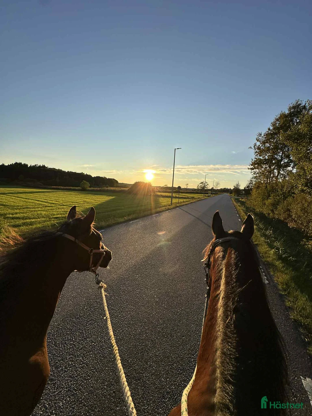  medryttarhäst finnes: Söker medryttare - Annons 3