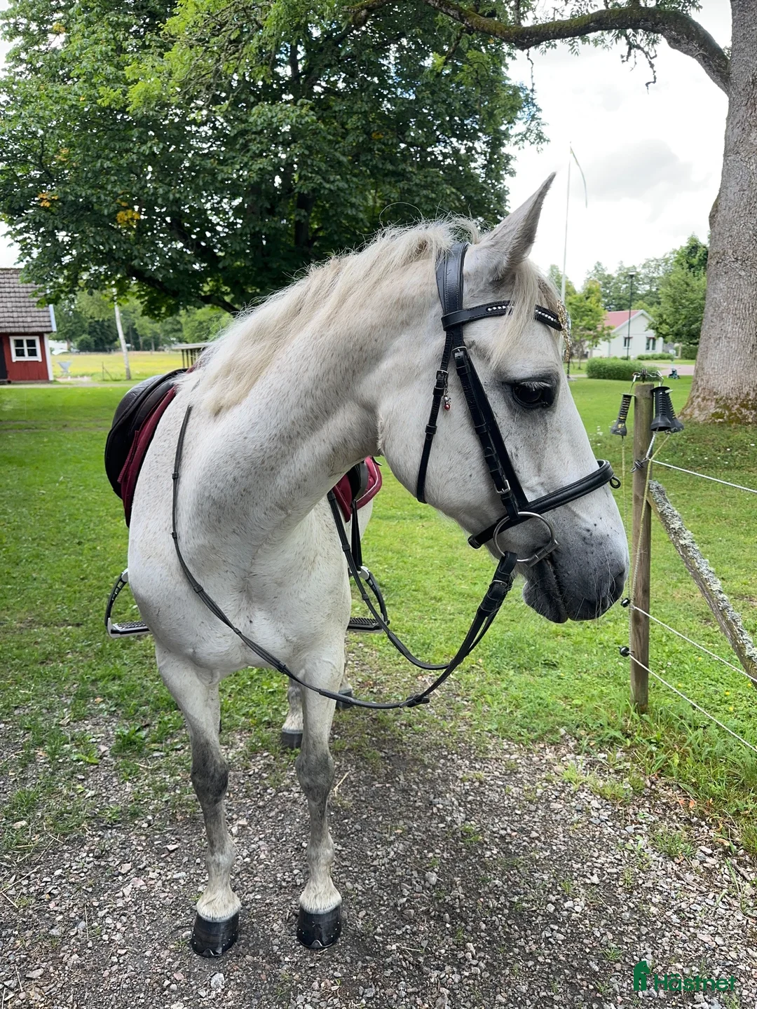 Hoppning hästar till salu: Läromästare, Connemarasto🌸  - Annons 2