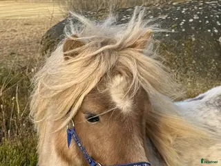 hästar En mushroomskimmel Shettishingst / valack! - Annons 9