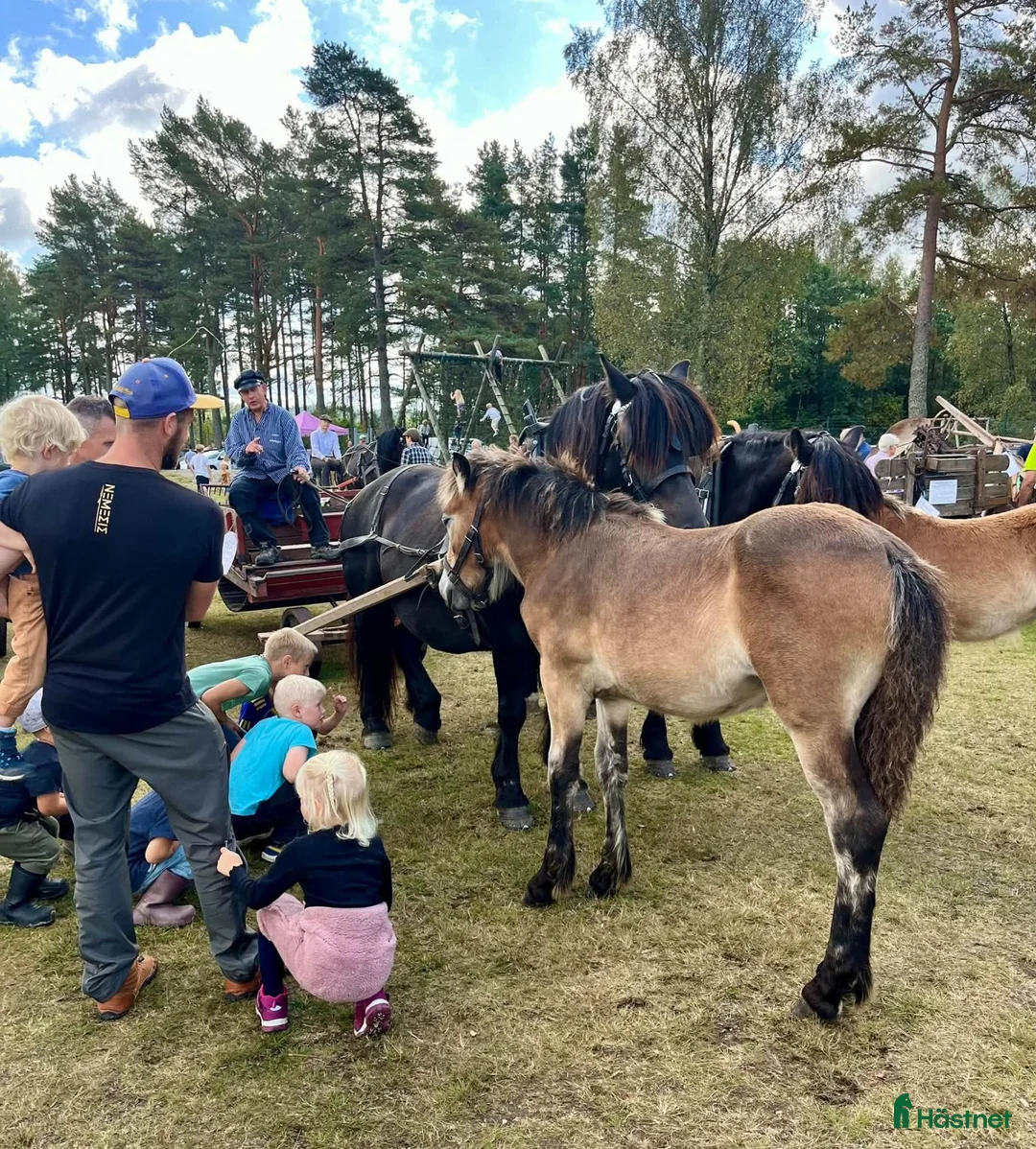 Allround hästar till salu: Lovande Nordsvensk unghäst - Annons 5
