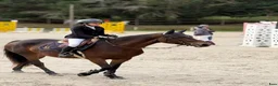 Hoppning hästar till salu: Connemara mare Jumping or Eventing - Annons 9