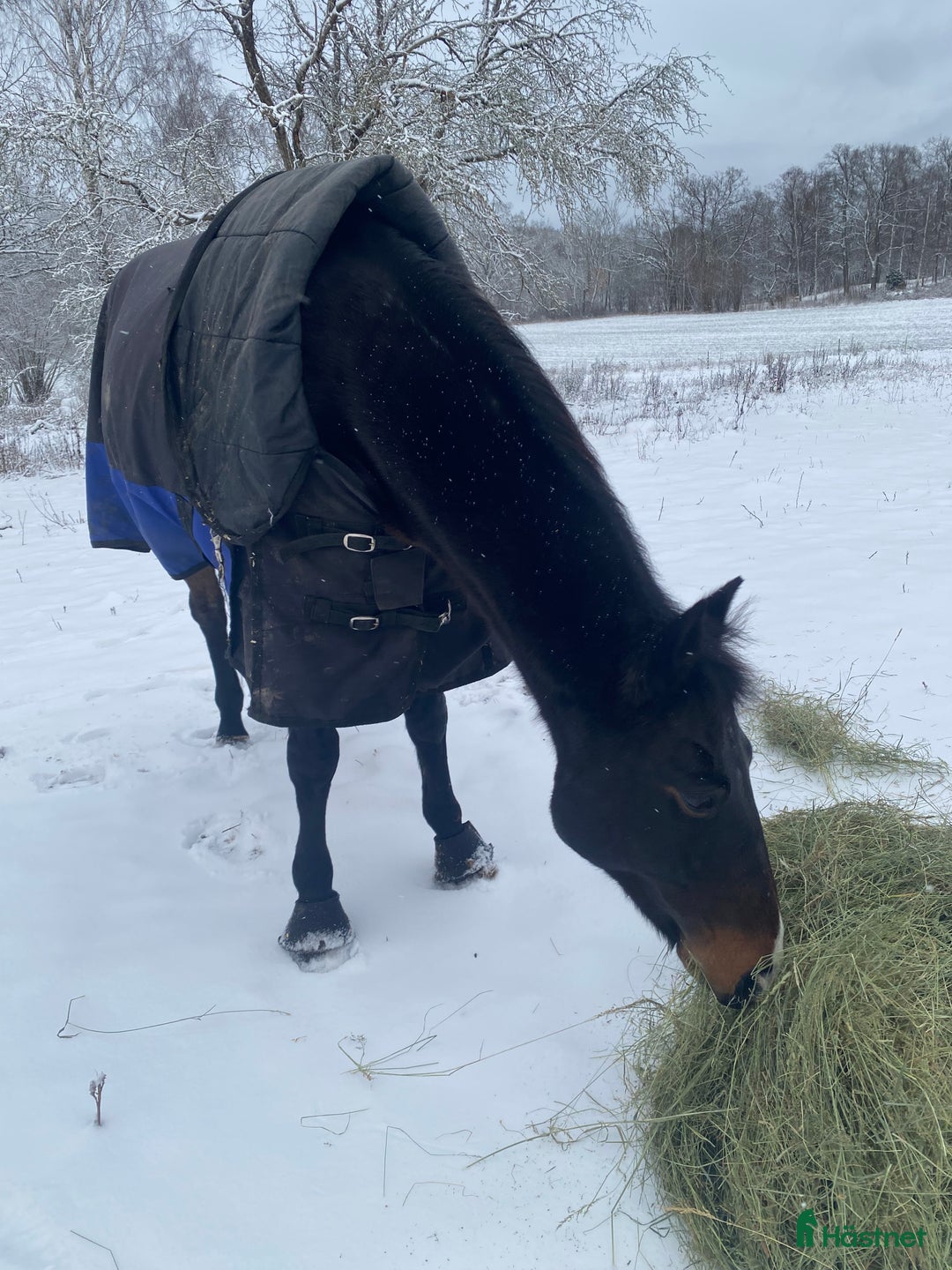 Allround hästar till salu: ❌Varmblodstravare  i Västervik - Annons 2