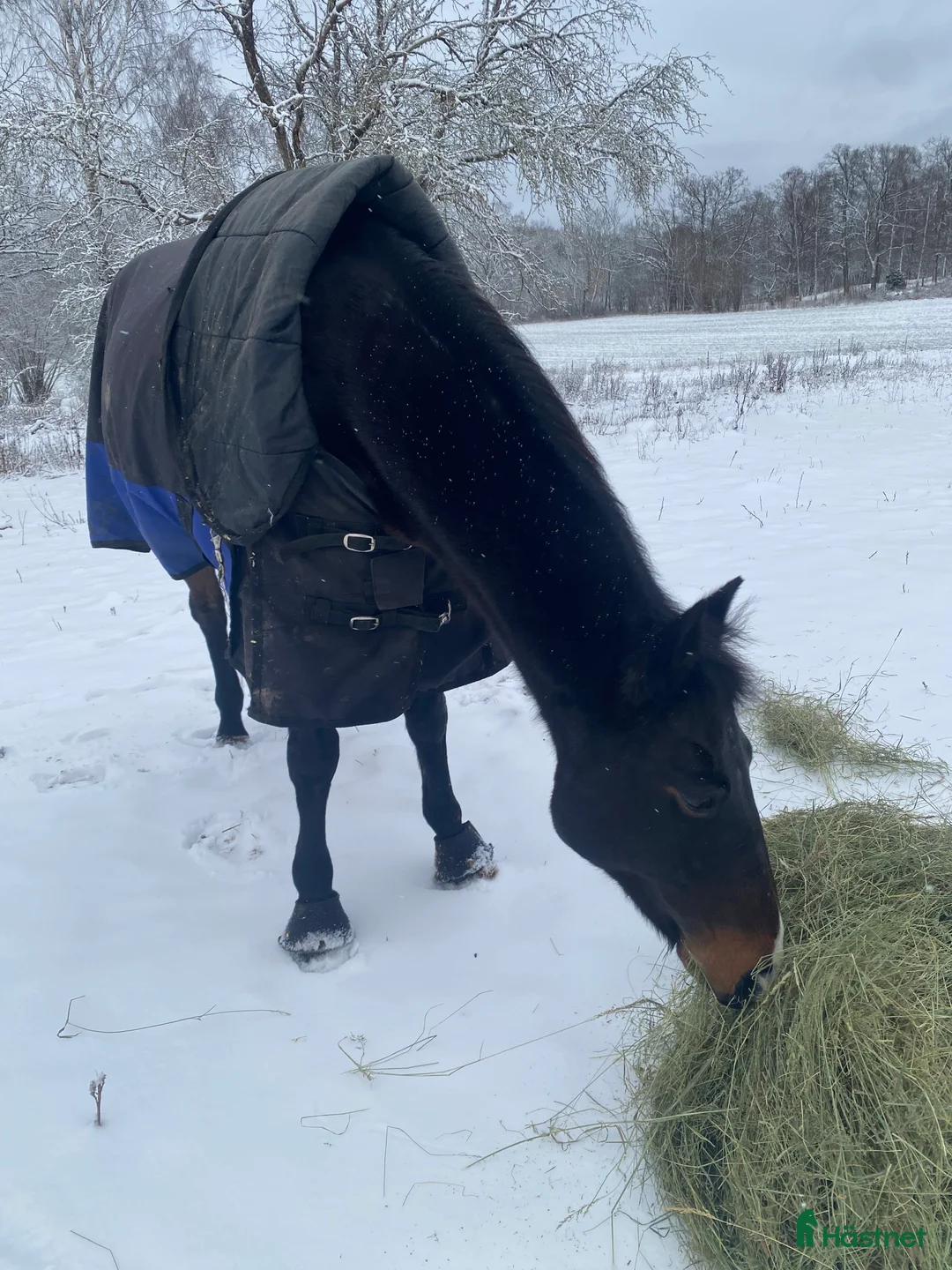Allround hästar till salu: ❌Varmblodstravare  - Annons 2