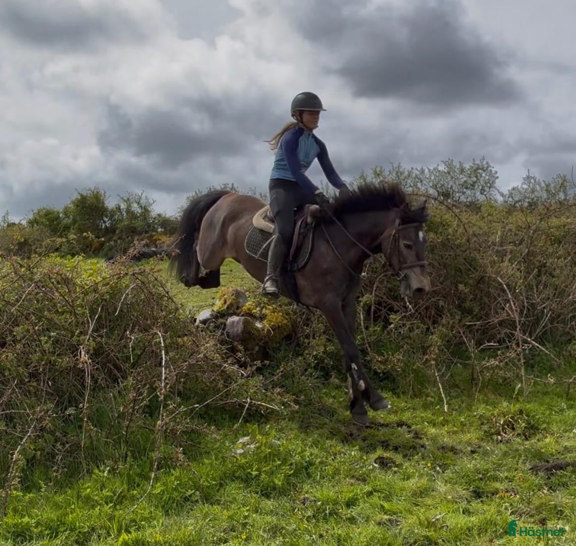 Allround hästar till salu: Selection of Connemara ponies  - Annons 1
