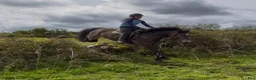 Allround hästar till salu: Selection of Connemara ponies  - Annons 1