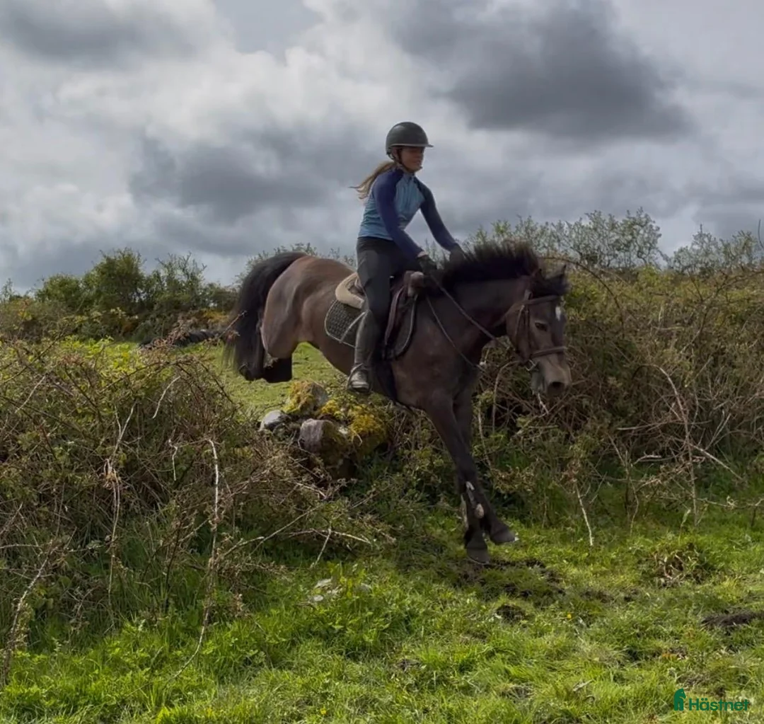 Allround hästar till salu: Selection of Connemara ponies  - Annons 1