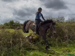 Allround hästar till salu: Selection of Connemara ponies - Annons 1