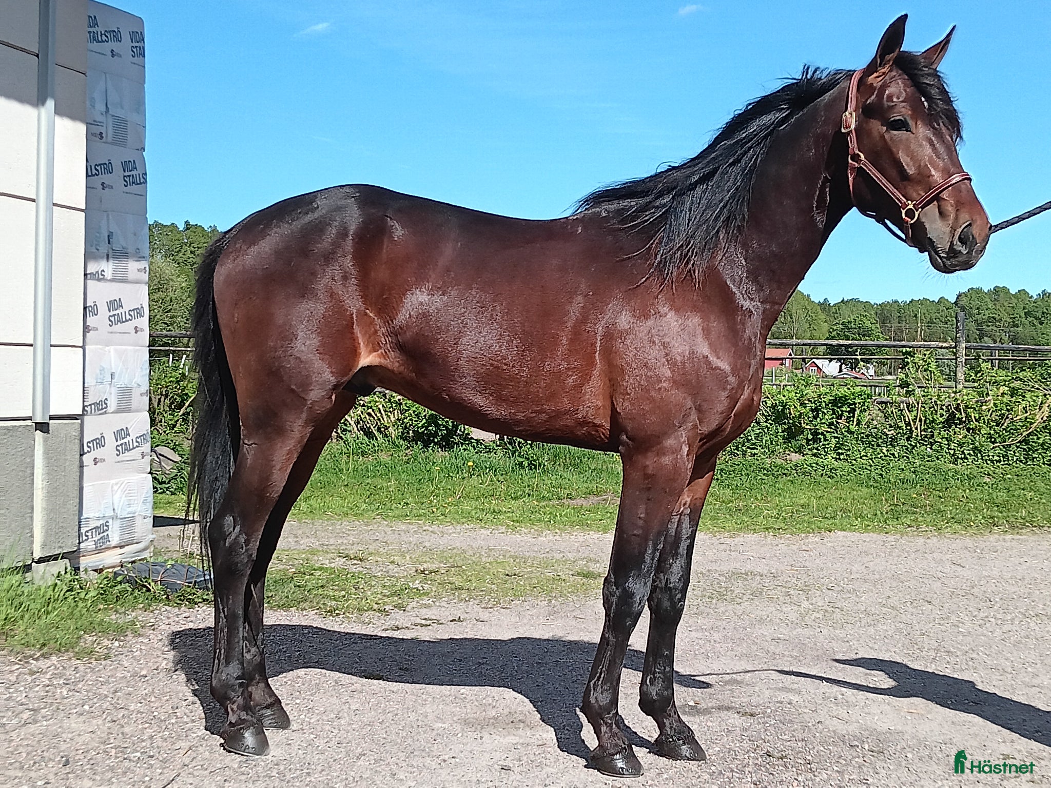  hästar Fin 2-årig hingst - Annons 1