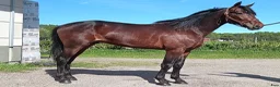 Trav hästar till salu: Fin 2-årig hingst i Örebro - Annons 1