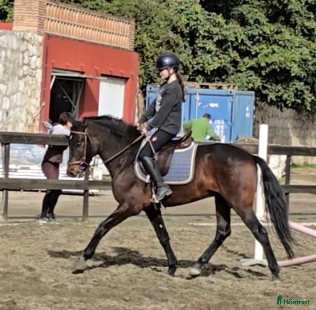 Övrigt hästar till salu: Trevliga hästar till salu i Spanien  i Mijas - Annons 6