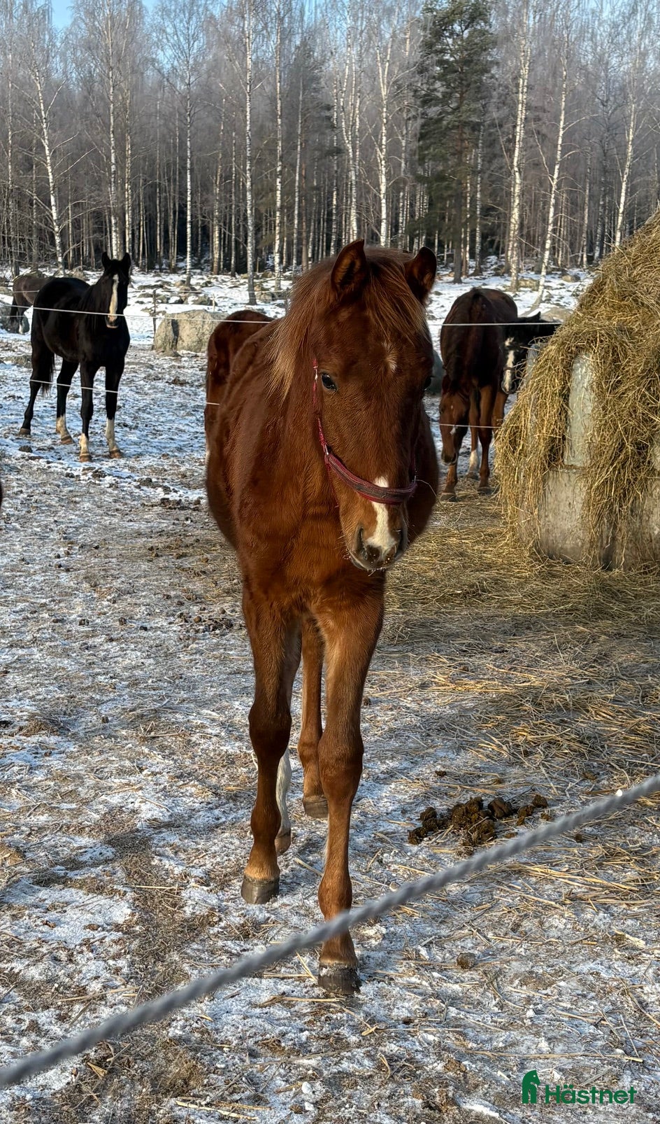  hästar Hingstföl till bra pris - Annons 1