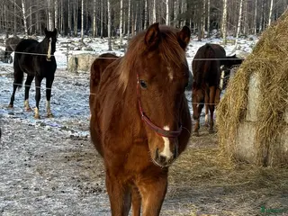 hästar Hingstföl till bra pris - Annons 1