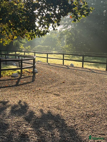 stallplats i Kävlinge - Annons 12