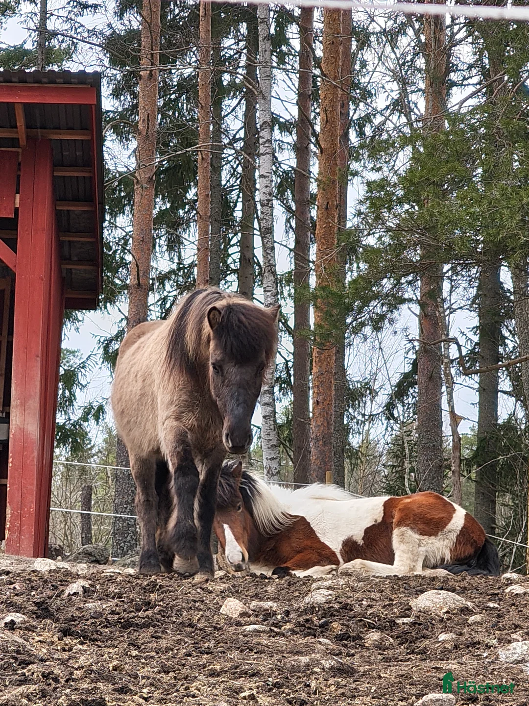 Island hästar till salu: Tölthäst - Annons 4