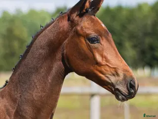 hästar Elitföl med unik stam - Annons 5