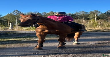  hästar i Gävle - Annons 14