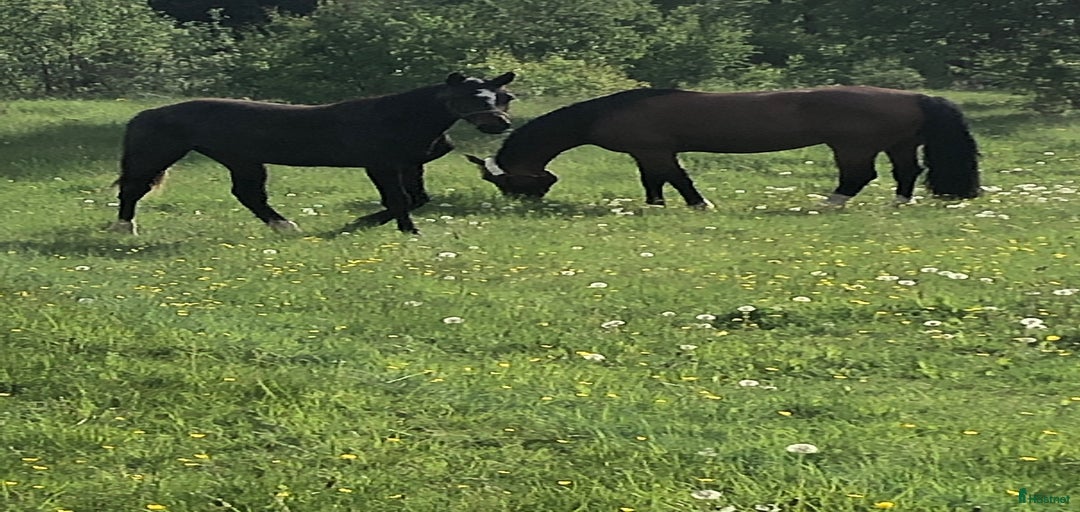 Galleribild {{count}}