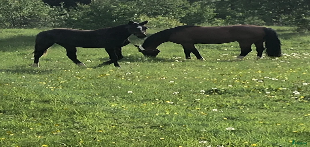 Galleribild {{count}}