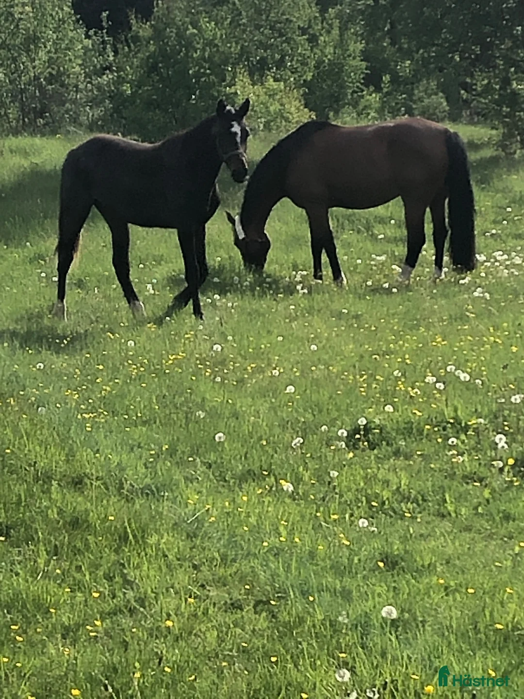 Galleribild {{count}}