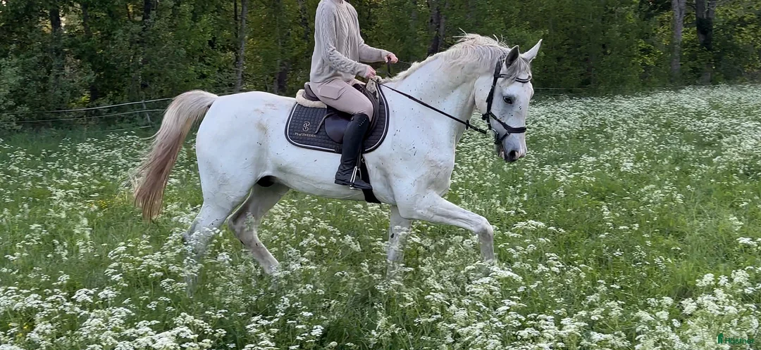 Allround hästar till salu: Finaste valacken i Berga - Annons 2