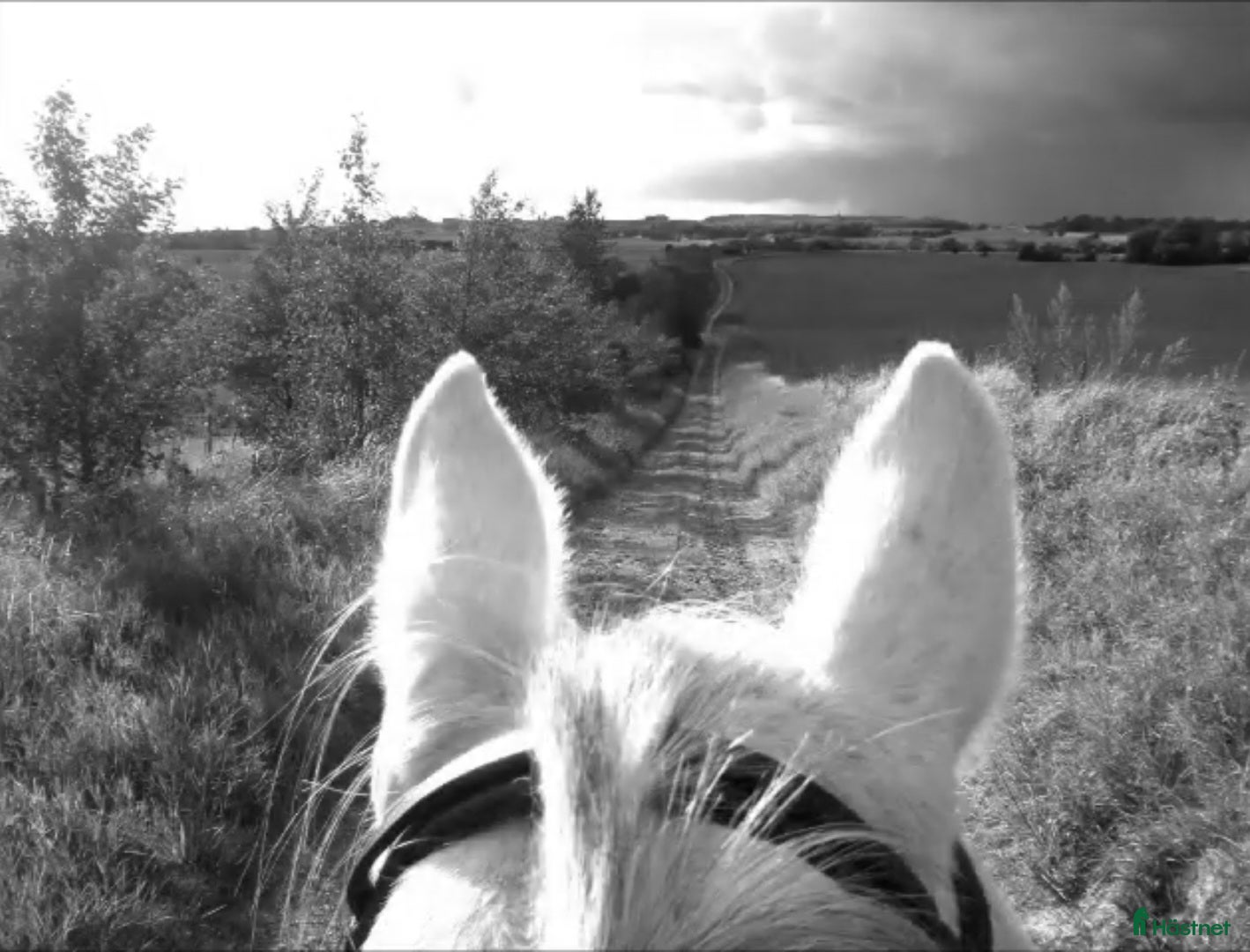  hästar Bästa vän sökes! i Ystad - Annons 9