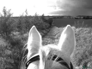 hästar Bästa vän sökes! i Ystad - Annons 9