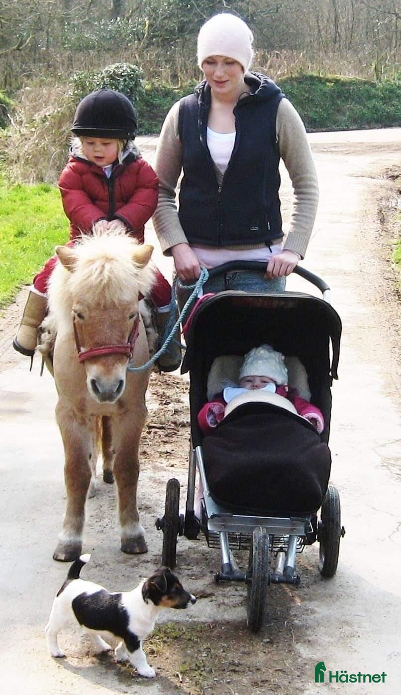  hästjobb Horse job in Ireland - Annons 2