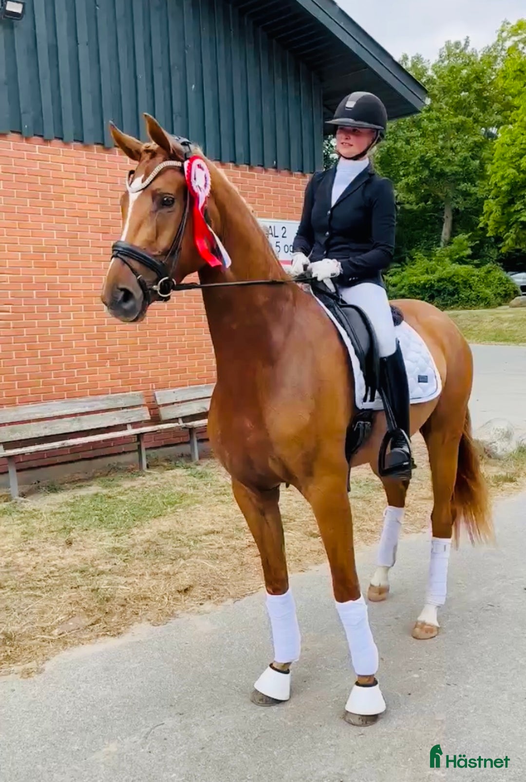 Dressyr hästar till salu: Super bra dressage Horse i Solrød Strand - Bild 5
