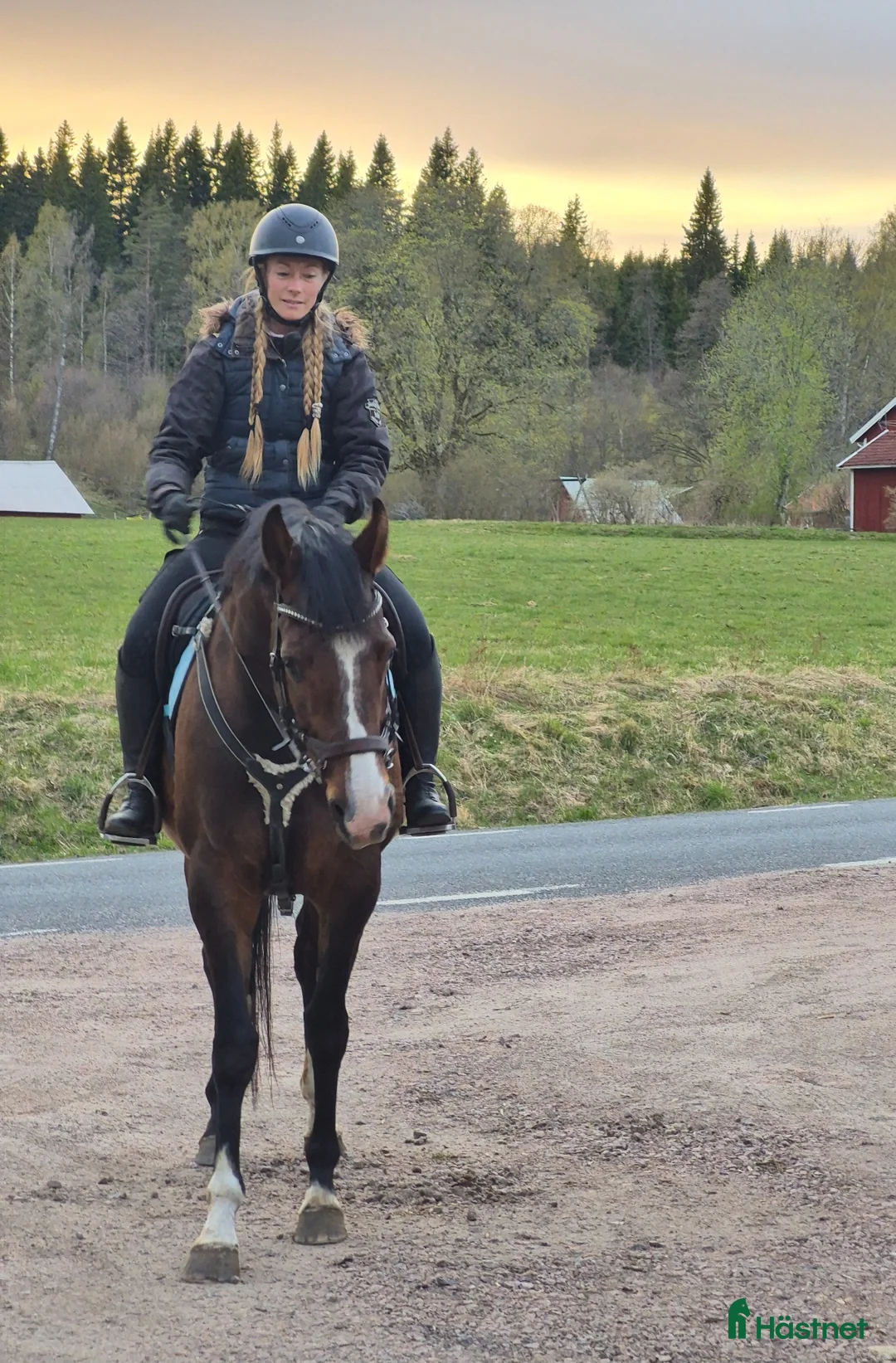 Allround hästar till salu: Smidigt stjärnsto för ridning och/elr avel! - Annons 2