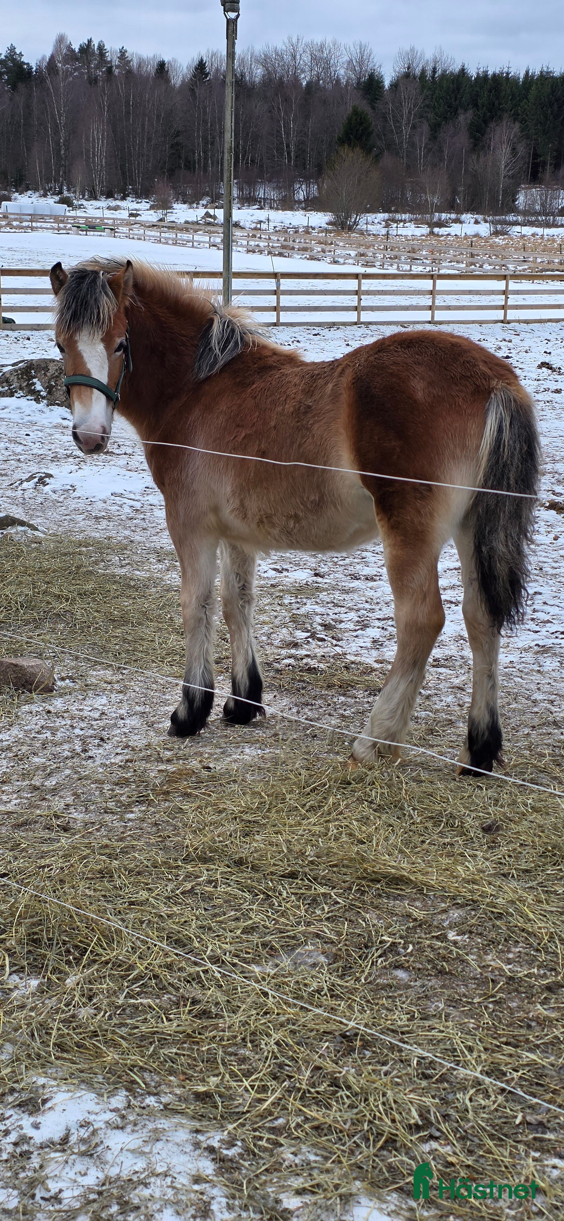  hästar En riktig liten diva  i Kättilstorp - Annons 7