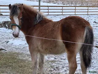 hästar En riktig liten diva i Kättilstorp - Annons 7