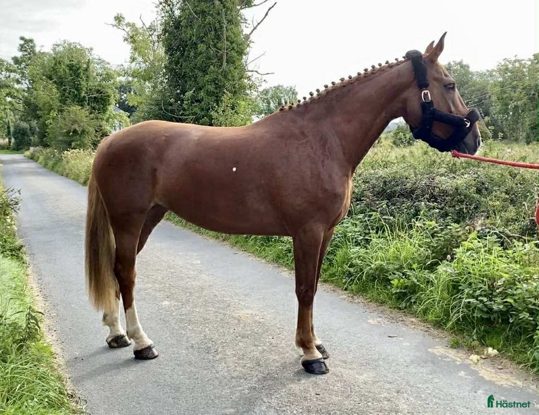 Allround hästar till salu: Solid allrounder 163cm i Ljungby - Annons 11