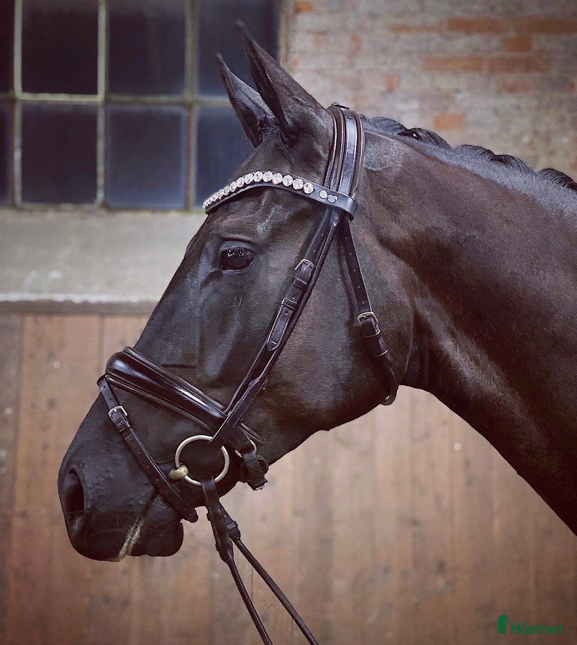  hästar Val f.2016 e.Ampere - De Niro - Annons 2