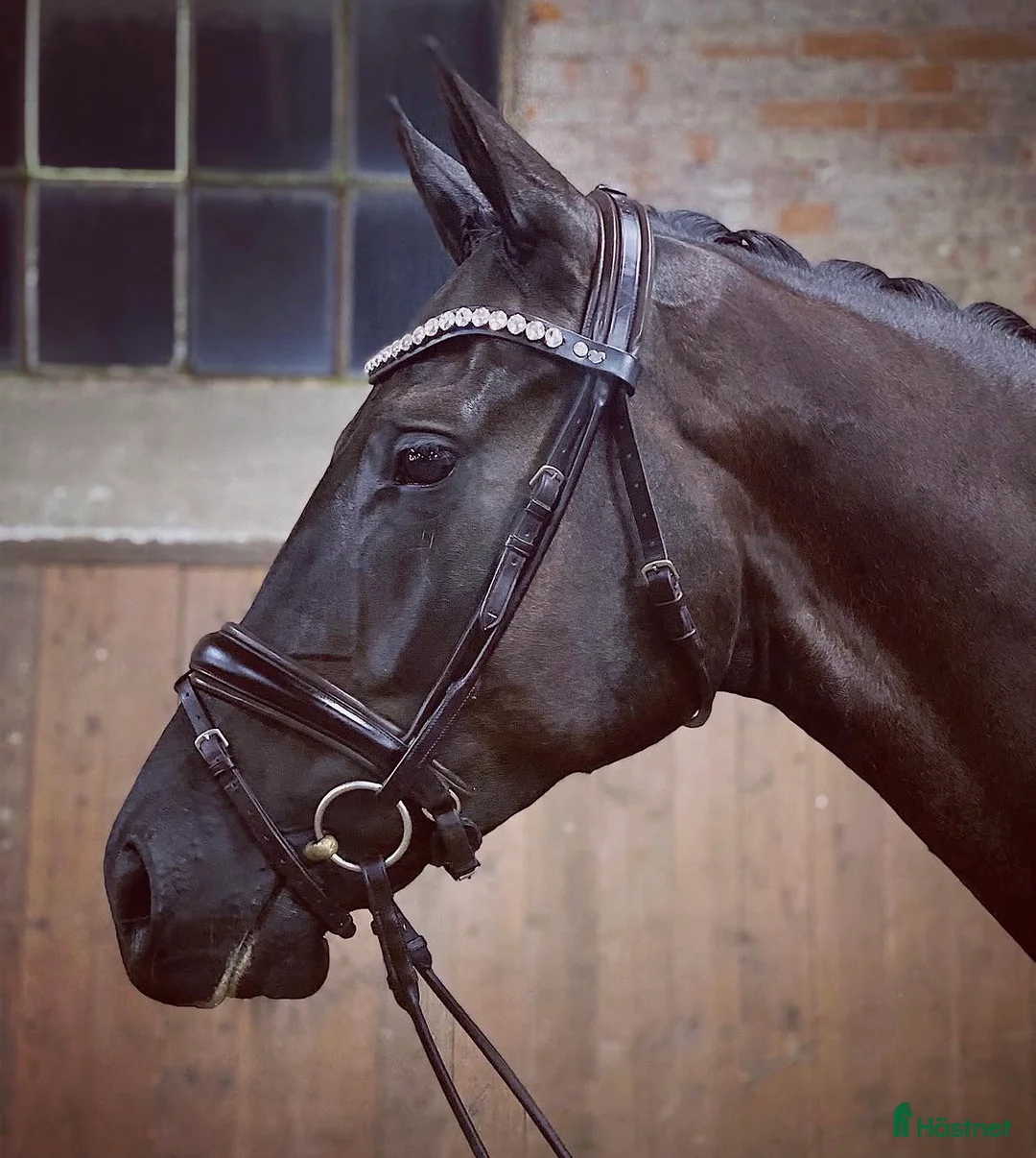 Dressyr hästar till salu: Val f.2016 e.Ampere - De Niro - Annons 2