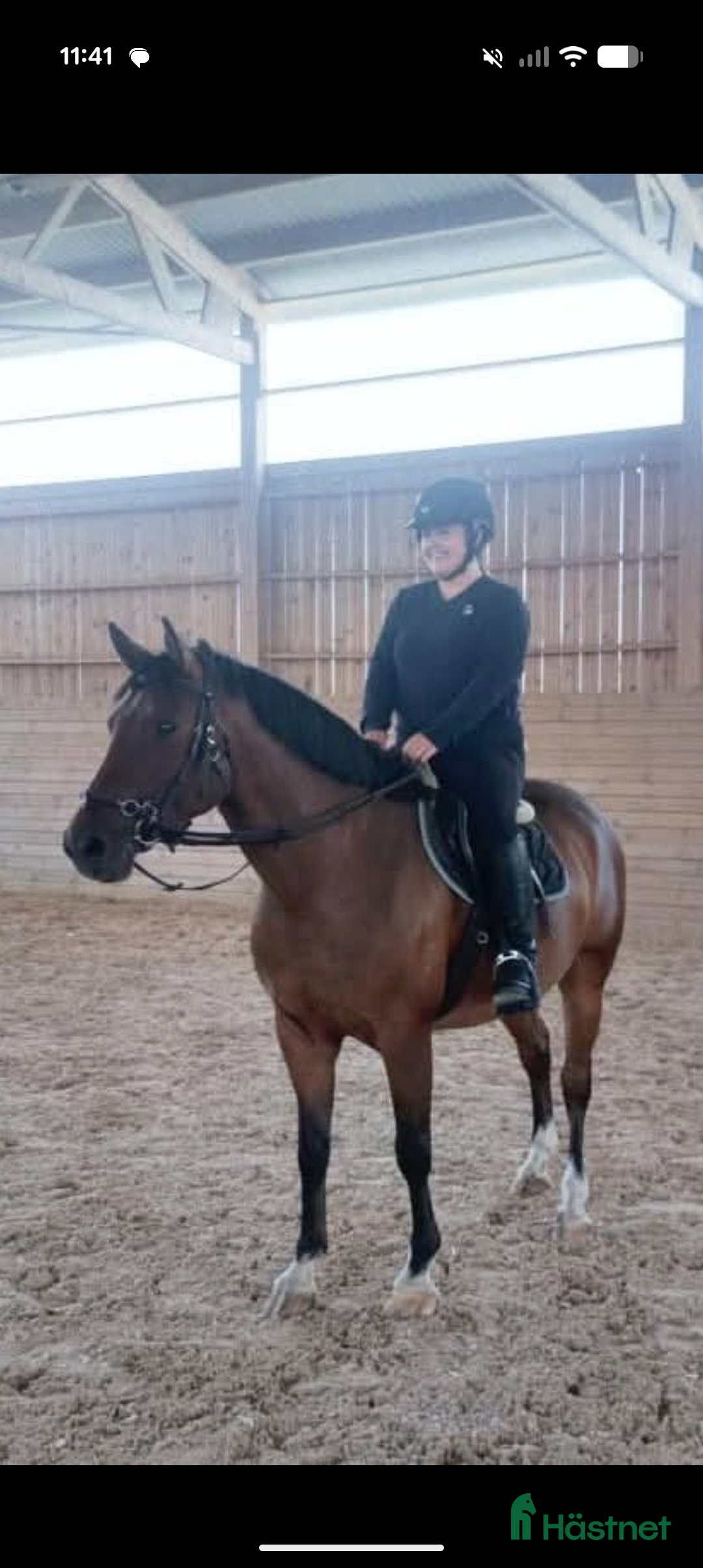 Allround hästar till salu: Ragnar säljes/bytes i Blidsberg - Annons 8