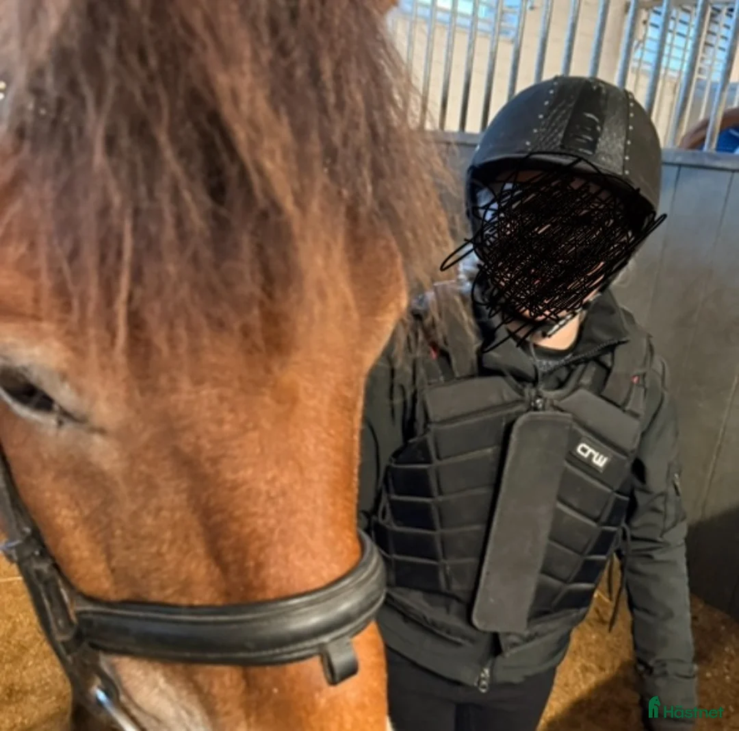  medryttarhäst sökes: Medryttare finnes och söker   i Landskrona - Annons 5