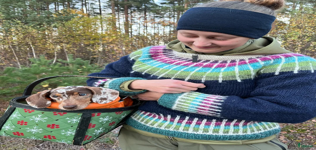 Galleribild {{count}}