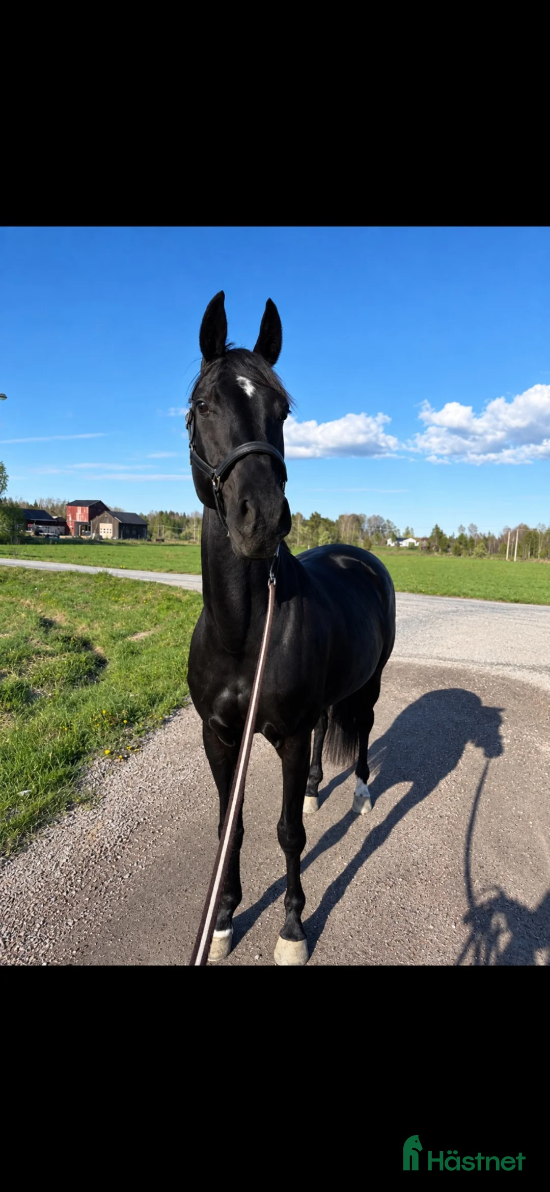 Dressyr hästar till salu: Vackert sto med stor utstrålning och potential - Annons 2